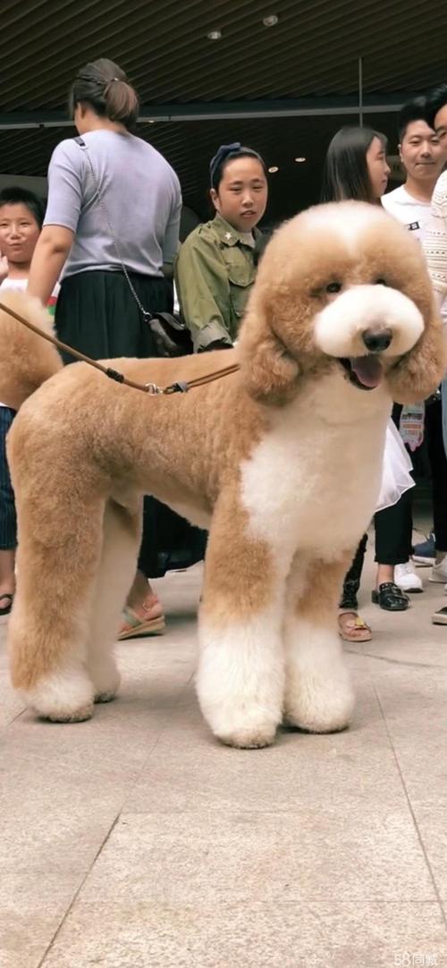 巨贵属于贵宾犬吗-巨贵属于巨型犬吗-第2张图片 巨贵属于贵宾犬吗-巨贵属于巨型犬吗-第2张图片