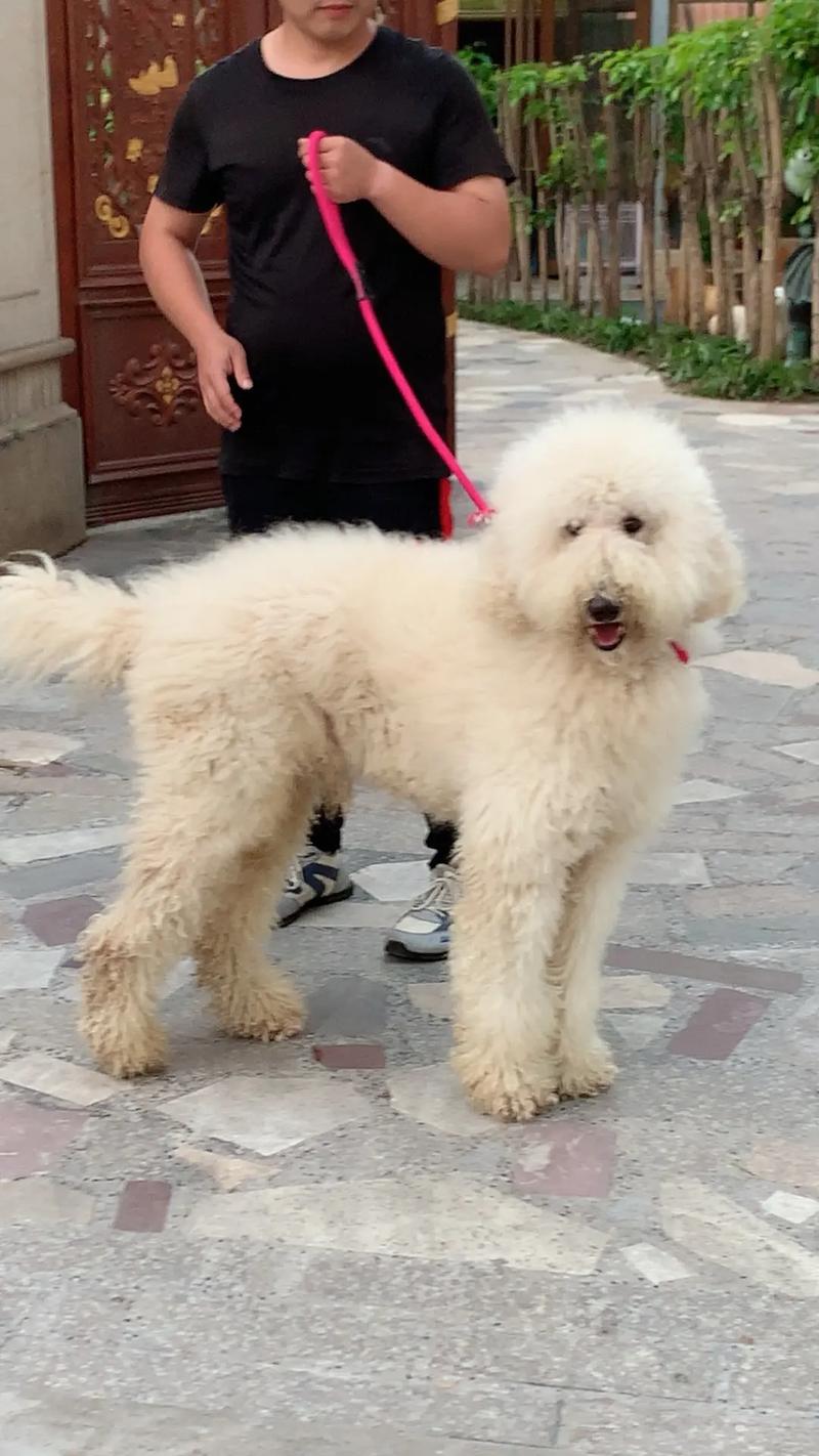 巨贵属于贵宾犬吗-巨贵属于巨型犬吗-第4张图片 巨贵属于贵宾犬吗-巨贵属于巨型犬吗-第4张图片