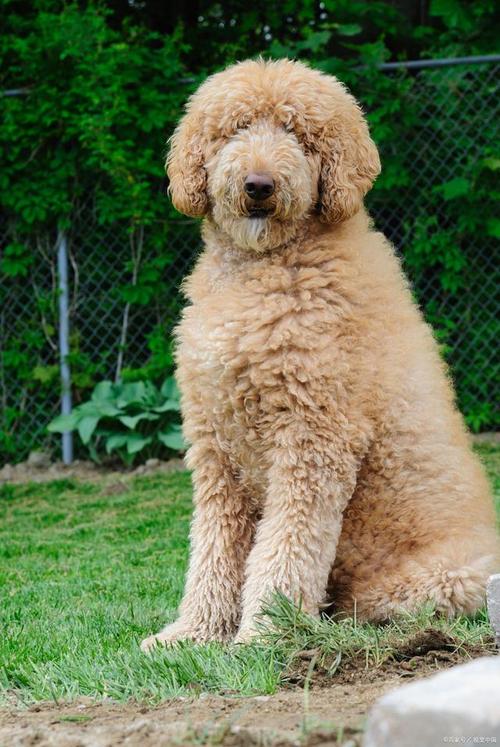 巨贵属于贵宾犬吗-巨贵属于巨型犬吗-第5张图片 巨贵属于贵宾犬吗-巨贵属于巨型犬吗-第5张图片