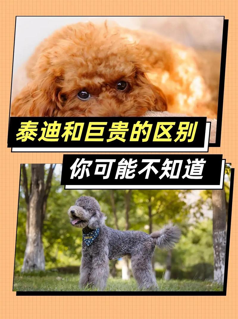 巨贵属于贵宾犬吗-巨贵属于巨型犬吗-第6张图片 巨贵属于贵宾犬吗-巨贵属于巨型犬吗-第6张图片