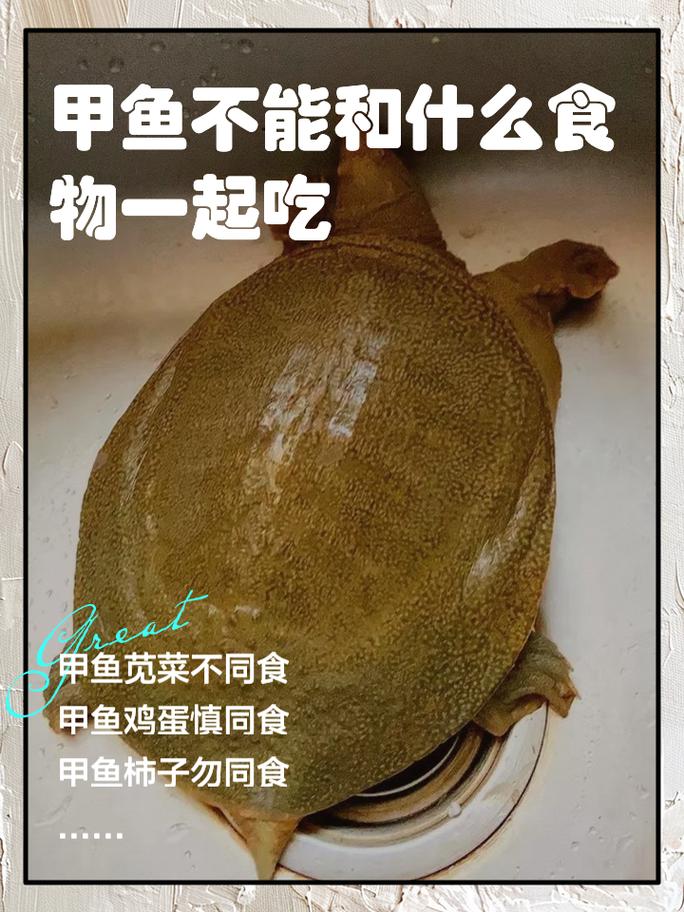 甲鱼要冬眠吗-甲鱼冬眠吗吃东西吗-第2张图片 甲鱼要冬眠吗-甲鱼冬眠吗吃东西吗-第2张图片
