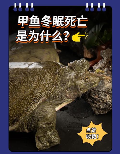 甲鱼要冬眠吗-甲鱼冬眠吗吃东西吗-第3张图片 甲鱼要冬眠吗-甲鱼冬眠吗吃东西吗-第3张图片