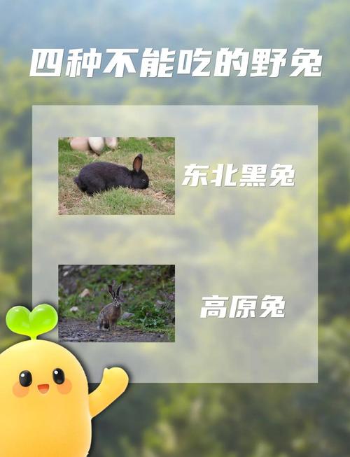 兔子吃不吃胡萝卜-兔子吃不吃胡萝卜的叶子-第9张图片 兔子吃不吃胡萝卜-兔子吃不吃胡萝卜的叶子-第9张图片
