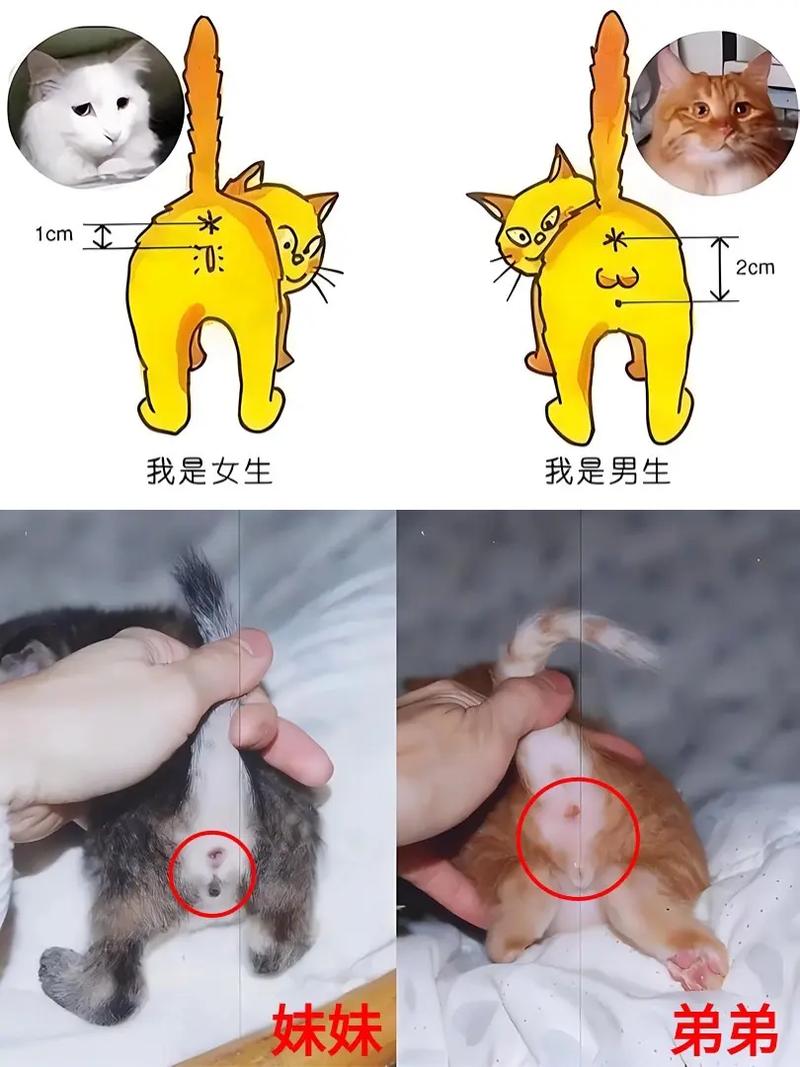 公猫和母猫的区别/公猫和母猫怎么辨认-第3张图片 公猫和母猫的区别/公猫和母猫怎么辨认-第3张图片