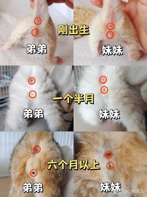 公猫和母猫的区别/公猫和母猫怎么辨认-第5张图片 公猫和母猫的区别/公猫和母猫怎么辨认-第5张图片