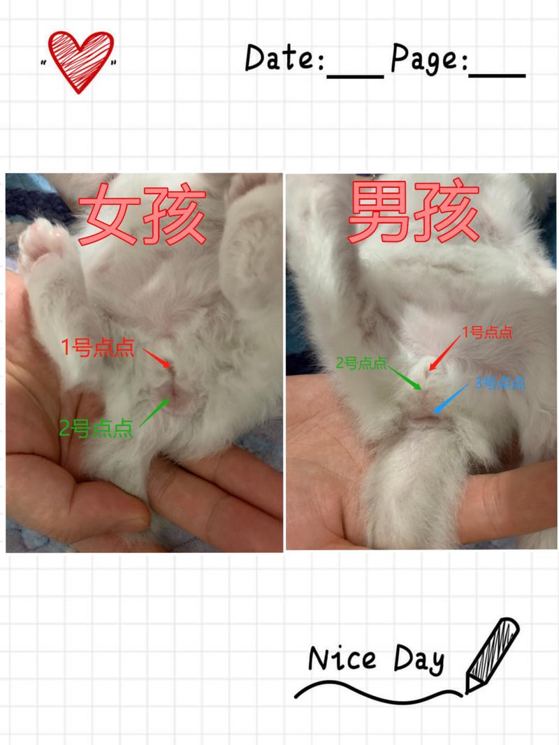 公猫和母猫的区别/公猫和母猫怎么辨认-第6张图片 公猫和母猫的区别/公猫和母猫怎么辨认-第6张图片