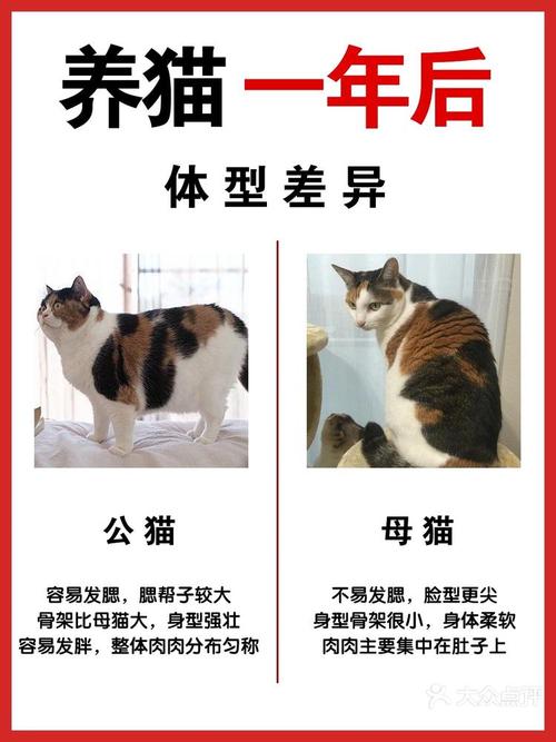 公猫和母猫的区别/公猫和母猫怎么辨认-第8张图片 公猫和母猫的区别/公猫和母猫怎么辨认-第8张图片