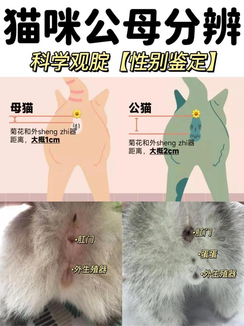 公猫和母猫的区别/公猫和母猫怎么辨认-第9张图片 公猫和母猫的区别/公猫和母猫怎么辨认-第9张图片