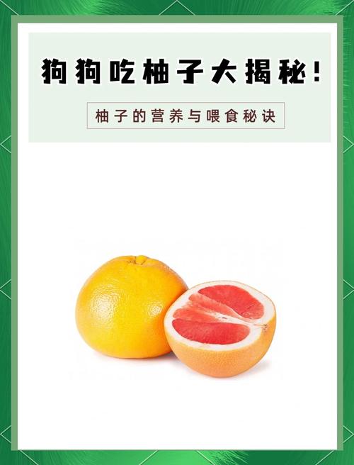 解析“狗能吃柚子吗”你不知道的事-第6张图片 解析“狗能吃柚子吗”你不知道的事-第6张图片