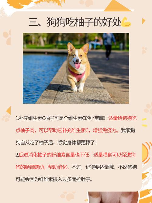 解析“狗能吃柚子吗”你不知道的事-第9张图片 解析“狗能吃柚子吗”你不知道的事-第9张图片