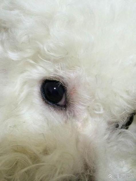 狗狗角膜炎能自愈吗,狗狗角膜炎的治疗方法-第3张图片 狗狗角膜炎能自愈吗,狗狗角膜炎的治疗方法-第3张图片