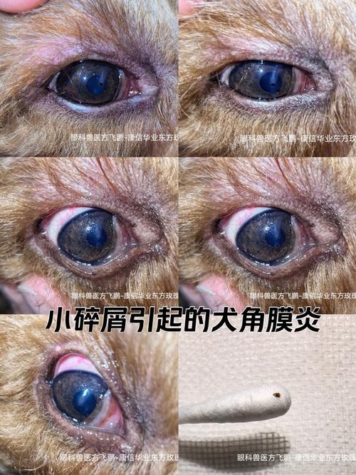 狗狗角膜炎能自愈吗,狗狗角膜炎的治疗方法-第5张图片 狗狗角膜炎能自愈吗,狗狗角膜炎的治疗方法-第5张图片