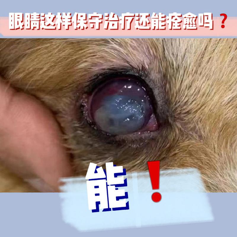 狗狗角膜炎能自愈吗,狗狗角膜炎的治疗方法-第6张图片 狗狗角膜炎能自愈吗,狗狗角膜炎的治疗方法-第6张图片