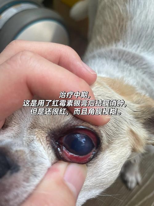 狗狗角膜炎能自愈吗,狗狗角膜炎的治疗方法-第8张图片 狗狗角膜炎能自愈吗,狗狗角膜炎的治疗方法-第8张图片