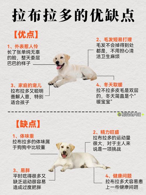 解析“拉布拉多寻回犬黑色费用”你不知道的事-第7张图片 解析“拉布拉多寻回犬黑色费用”你不知道的事-第7张图片