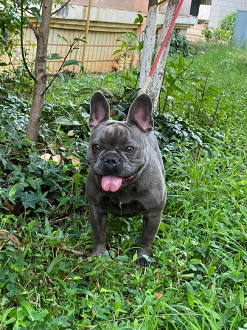 澳洲牧牛犬身高体重-澳洲牧牛犬平均寿命-第2张图片 澳洲牧牛犬身高体重-澳洲牧牛犬平均寿命-第2张图片