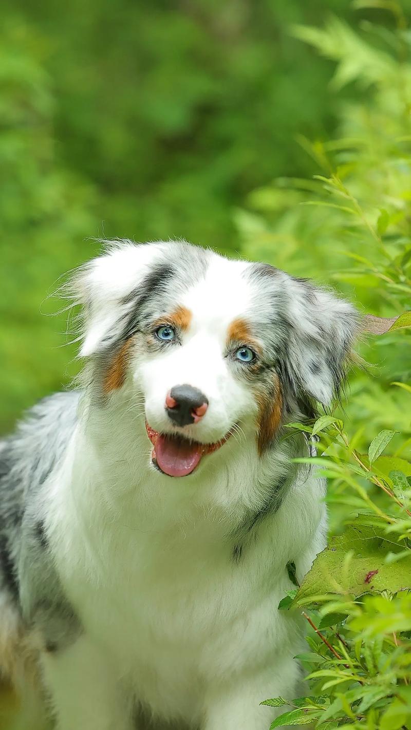 澳洲牧牛犬身高体重-澳洲牧牛犬平均寿命-第5张图片 澳洲牧牛犬身高体重-澳洲牧牛犬平均寿命-第5张图片