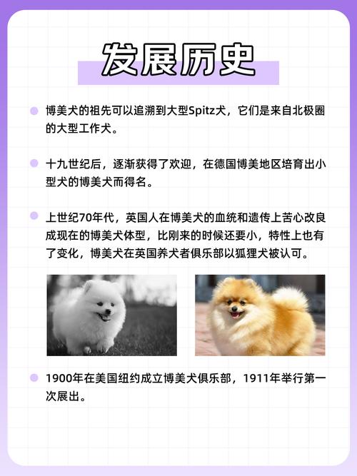 解析“博美都有什么品种的”你不知道的事-第5张图片 解析“博美都有什么品种的”你不知道的事-第5张图片