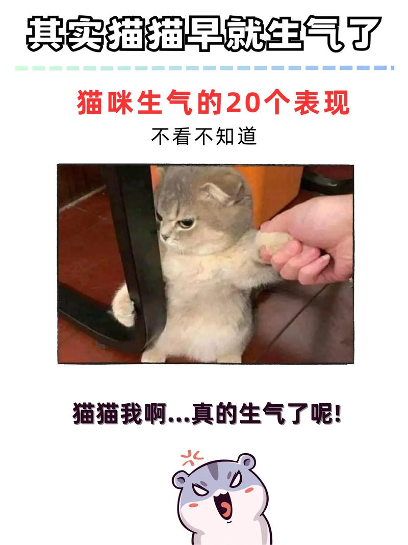 解析“猫咪生气的表现”你不知道的事-第2张图片 解析“猫咪生气的表现”你不知道的事-第2张图片