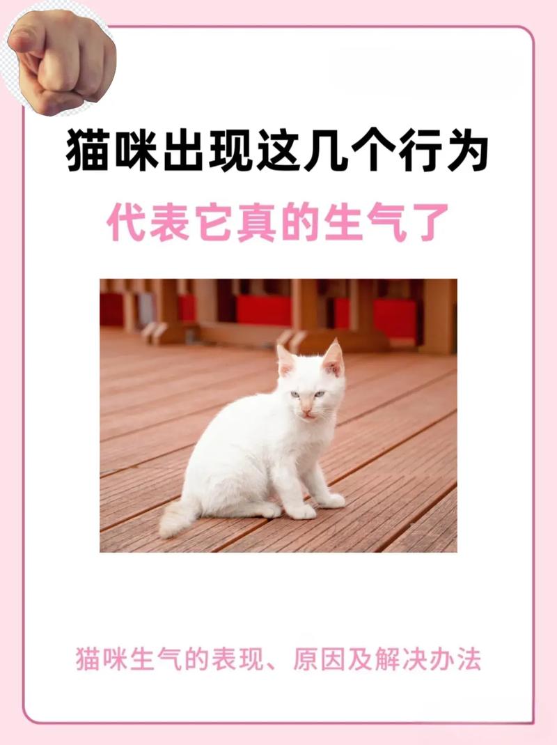 解析“猫咪生气的表现”你不知道的事-第3张图片 解析“猫咪生气的表现”你不知道的事-第3张图片