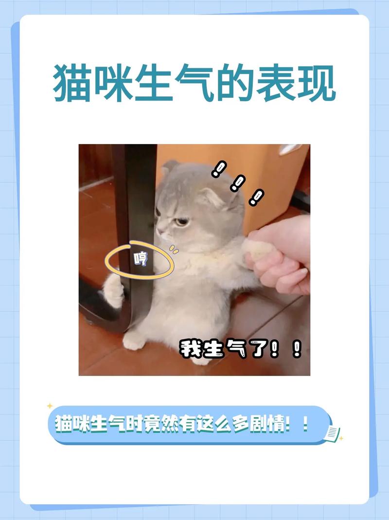 解析“猫咪生气的表现”你不知道的事-第5张图片 解析“猫咪生气的表现”你不知道的事-第5张图片