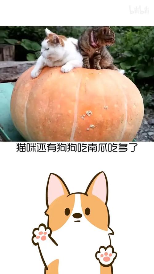 猫咪可以吃南瓜吗-猫咪可以吃南瓜吗熟的-第3张图片 猫咪可以吃南瓜吗-猫咪可以吃南瓜吗熟的-第3张图片