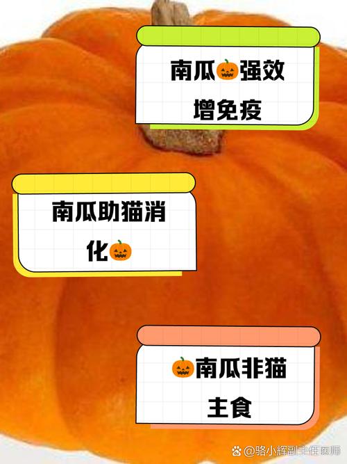 猫咪可以吃南瓜吗-猫咪可以吃南瓜吗熟的-第10张图片 猫咪可以吃南瓜吗-猫咪可以吃南瓜吗熟的-第10张图片