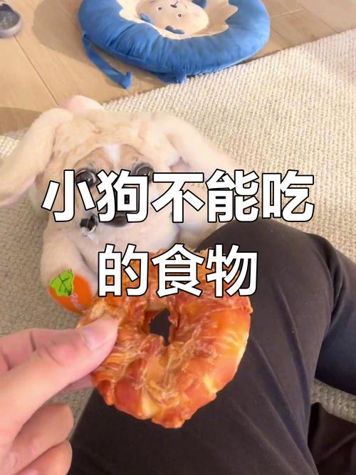 解析“吉娃娃吃什么东西”你不知道的事-第4张图片 解析“吉娃娃吃什么东西”你不知道的事-第4张图片