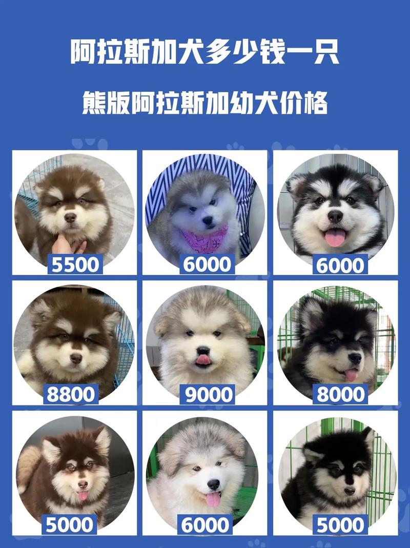 作为消费者“阿拉斯加犬幼犬巨型”你不能不知道-第3张图片 作为消费者“阿拉斯加犬幼犬巨型”你不能不知道-第3张图片