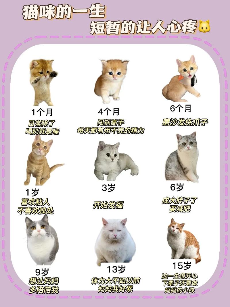 猫的记忆，猫的记忆好不好