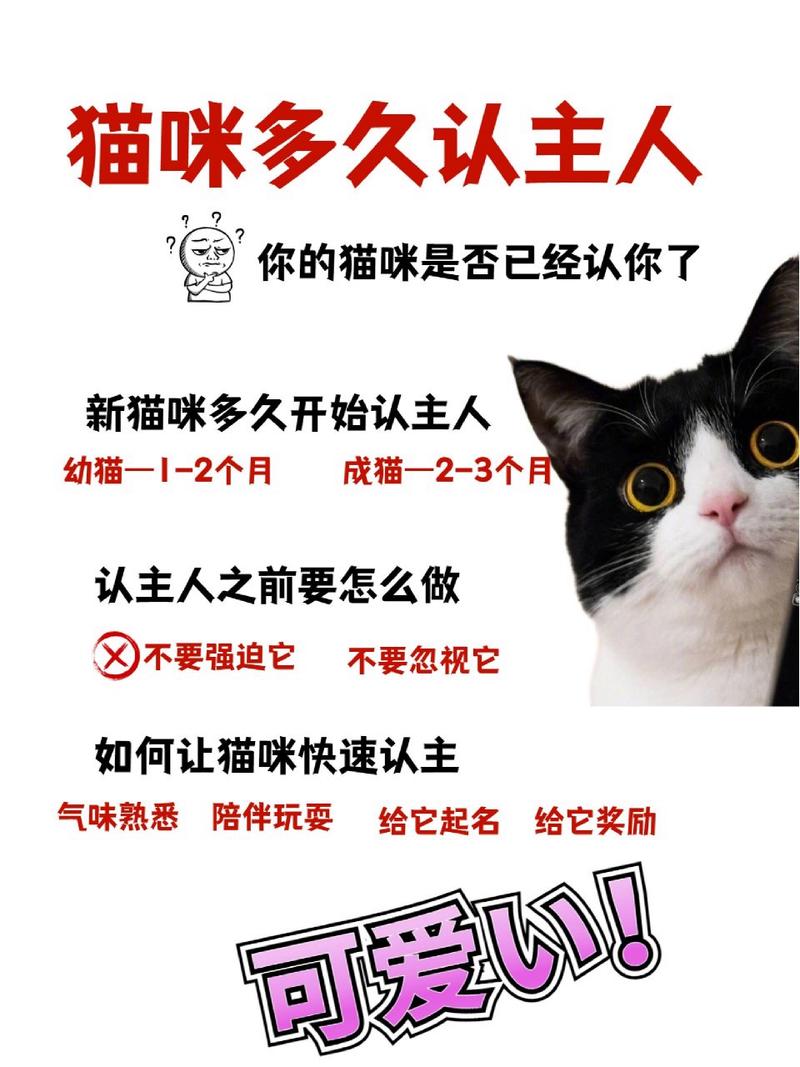猫的记忆,猫的记忆好不好-第2张图片 猫的记忆,猫的记忆好不好-第2张图片