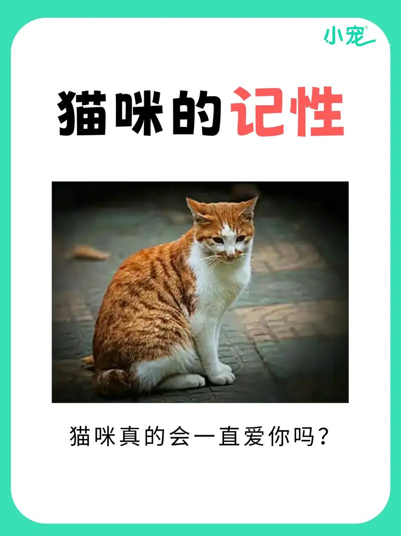 猫的记忆,猫的记忆好不好-第5张图片 猫的记忆,猫的记忆好不好-第5张图片