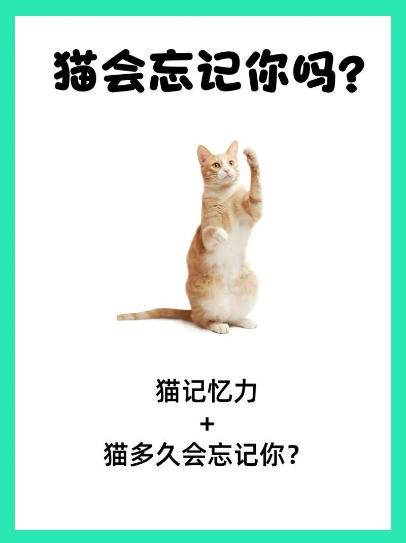 猫的记忆,猫的记忆好不好-第10张图片 猫的记忆,猫的记忆好不好-第10张图片
