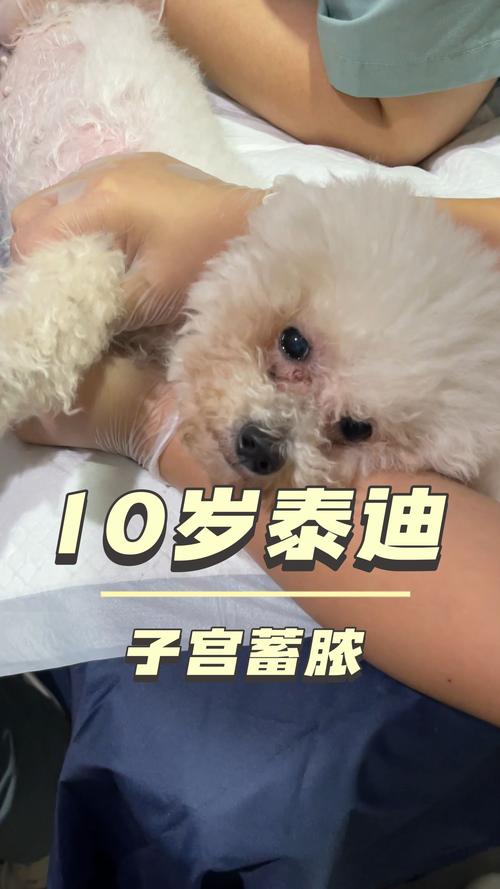 泰迪狗狗可以吹空调吗,泰迪狗可以吹风扇吗-第1张图片 泰迪狗狗可以吹空调吗,泰迪狗可以吹风扇吗-第1张图片