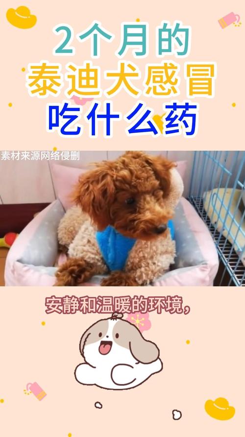 泰迪狗狗可以吹空调吗,泰迪狗可以吹风扇吗-第2张图片 泰迪狗狗可以吹空调吗,泰迪狗可以吹风扇吗-第2张图片