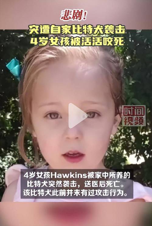 皮特犬和比特犬是一种吗，皮特犬图片