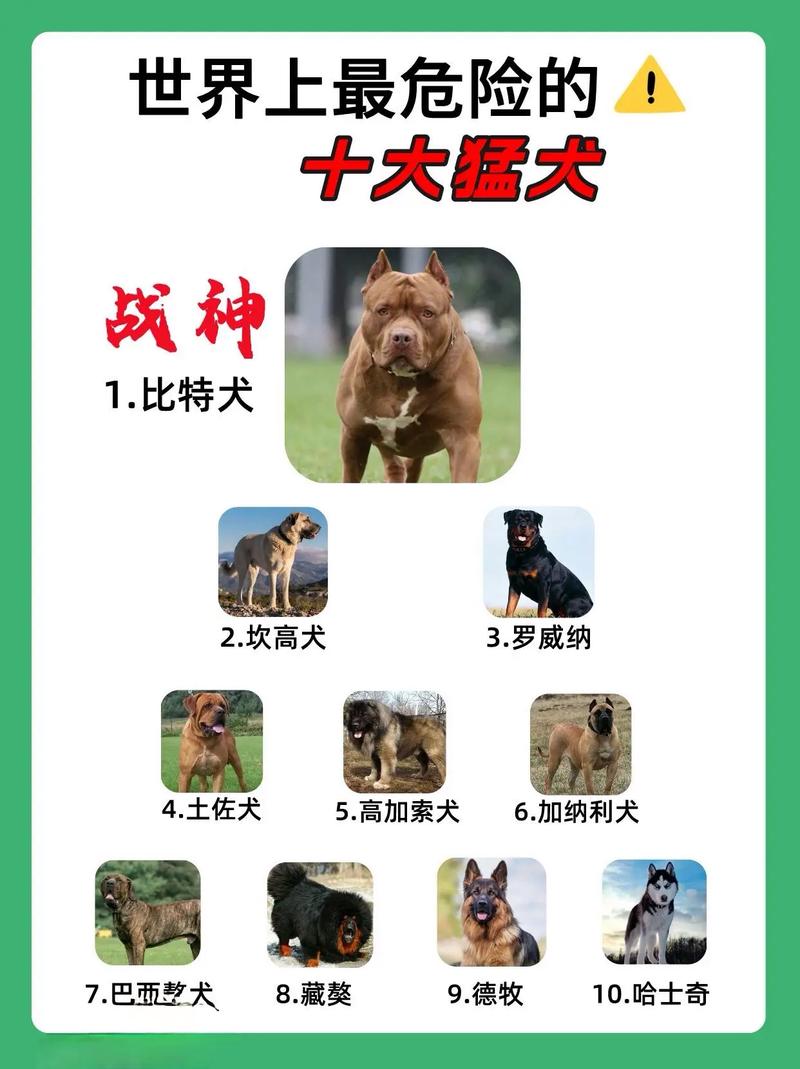 皮特犬和比特犬是一种吗,皮特犬图片-第2张图片 皮特犬和比特犬是一种吗,皮特犬图片-第2张图片