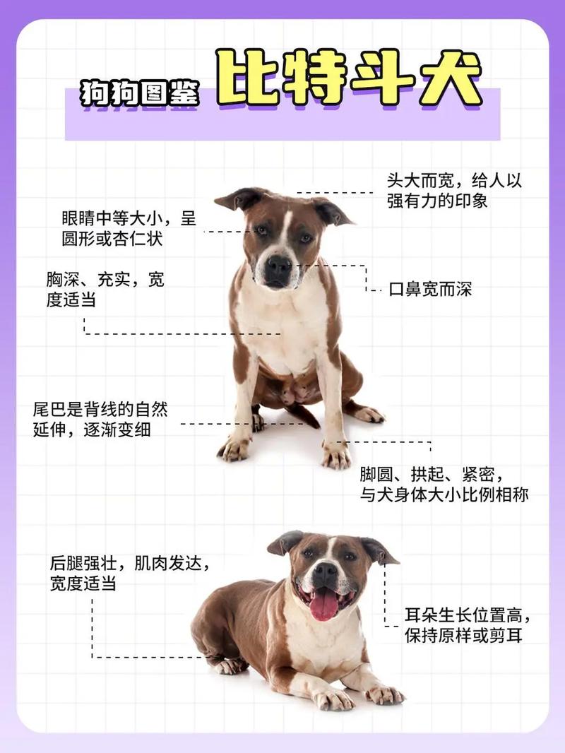 皮特犬和比特犬是一种吗,皮特犬图片-第5张图片 皮特犬和比特犬是一种吗,皮特犬图片-第5张图片