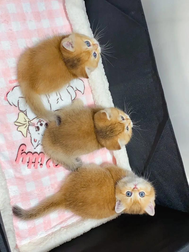 作为消费者“大猫小猫”你不能不知道-第2张图片 作为消费者“大猫小猫”你不能不知道-第2张图片