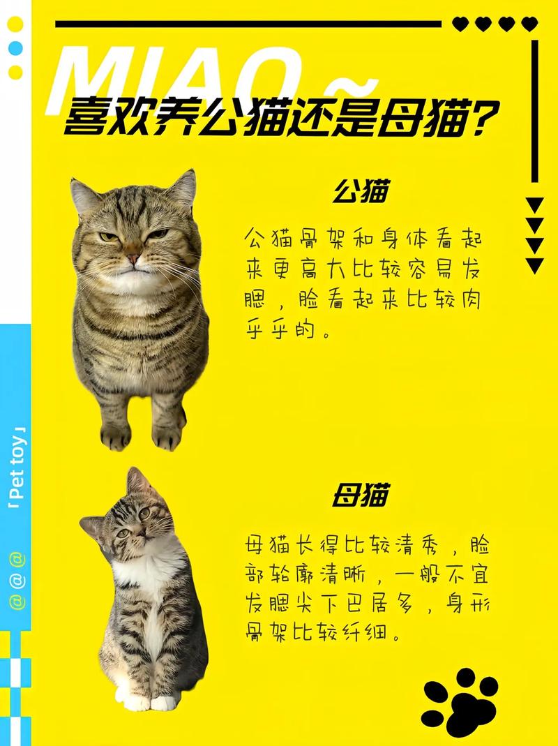作为消费者“大猫小猫”你不能不知道-第4张图片 作为消费者“大猫小猫”你不能不知道-第4张图片