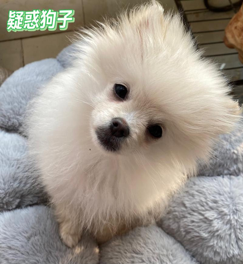 作为消费者“哈多利系博美犬发情掉毛”你不能不知道-第2张图片 作为消费者“哈多利系博美犬发情掉毛”你不能不知道-第2张图片