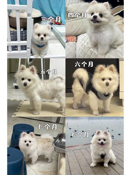 作为消费者“哈多利系博美犬发情掉毛”你不能不知道-第3张图片 作为消费者“哈多利系博美犬发情掉毛”你不能不知道-第3张图片