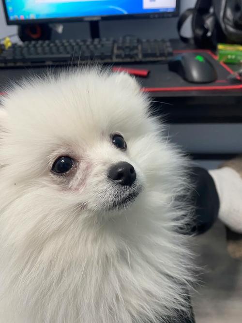 作为消费者“哈多利系博美犬发情掉毛”你不能不知道-第4张图片 作为消费者“哈多利系博美犬发情掉毛”你不能不知道-第4张图片