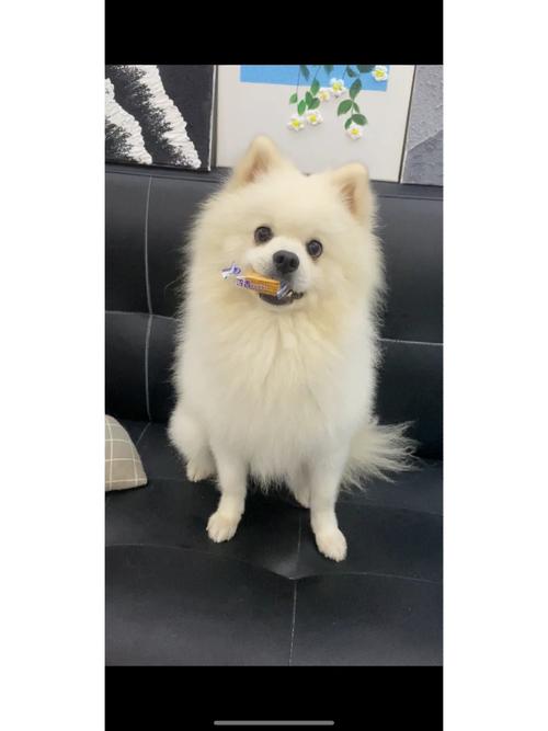 作为消费者“哈多利系博美犬发情掉毛”你不能不知道-第6张图片 作为消费者“哈多利系博美犬发情掉毛”你不能不知道-第6张图片