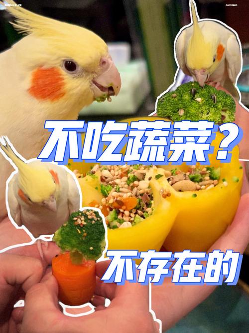 牡丹鹦鹉吃什么,牡丹鹦鹉吃什么可以长胖-第3张图片 牡丹鹦鹉吃什么,牡丹鹦鹉吃什么可以长胖-第3张图片