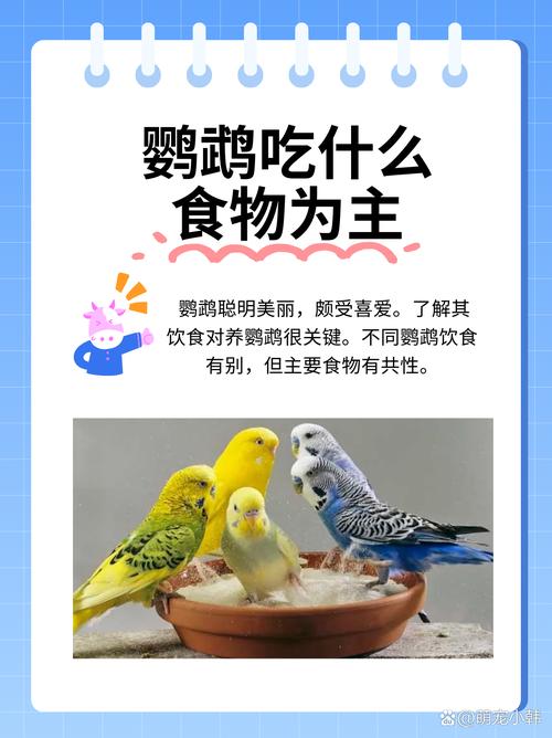 牡丹鹦鹉吃什么,牡丹鹦鹉吃什么可以长胖-第5张图片 牡丹鹦鹉吃什么,牡丹鹦鹉吃什么可以长胖-第5张图片