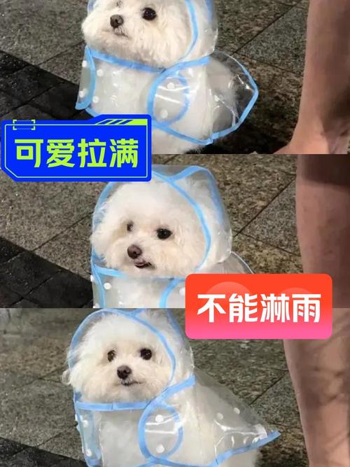 作为消费者“狗狗被雨淋了会怎么样”你不能不知道