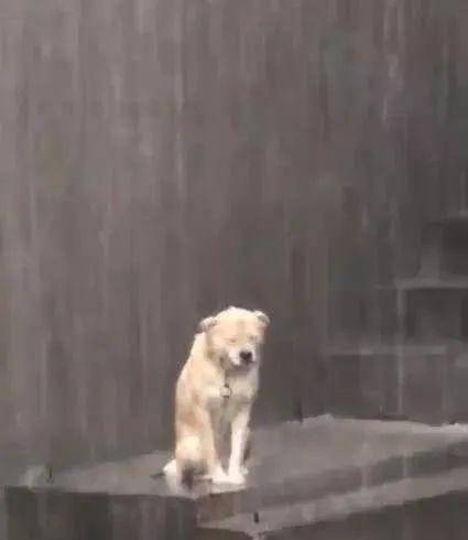 作为消费者“狗狗被雨淋了会怎么样”你不能不知道-第2张图片 作为消费者“狗狗被雨淋了会怎么样”你不能不知道-第2张图片