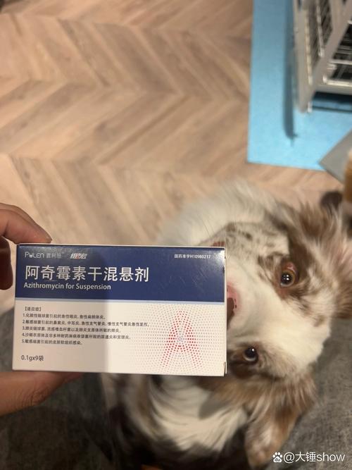 狗狗呼吸道感染怎么治,狗狗呼吸道感染怎么治疗好得快-第3张图片 狗狗呼吸道感染怎么治,狗狗呼吸道感染怎么治疗好得快-第3张图片