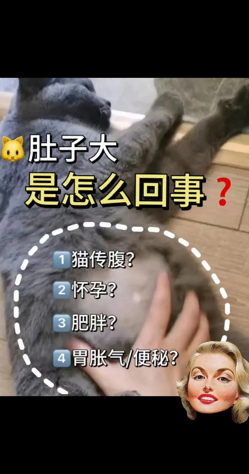 猫肚子大怎么回事-猫肚子大怎么回事硬邦邦的-第1张图片 猫肚子大怎么回事-猫肚子大怎么回事硬邦邦的-第1张图片